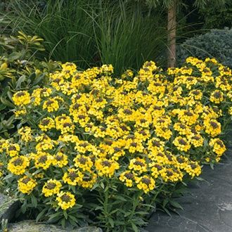 ERYSIMUM helveticum , Швейцарска боянка, Шибойна боянка (1358)